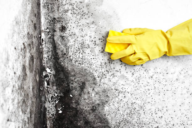 Home Mold Removal in Sigourney, IA