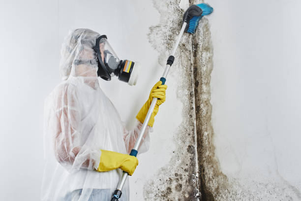 Best Black Mold Removal  in Sigourney, IA