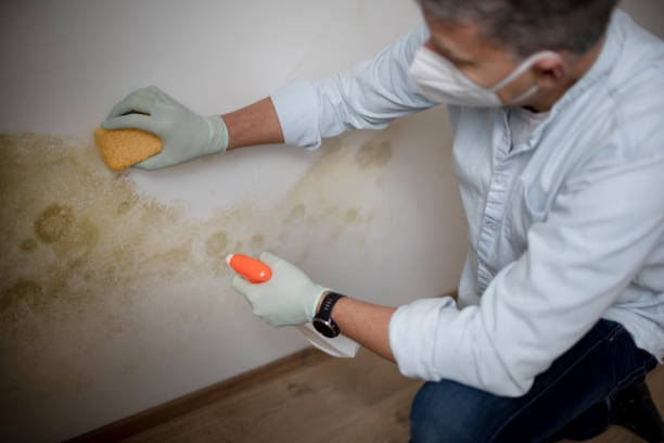 Best Local Mold Removal Service  in Sigourney, IA