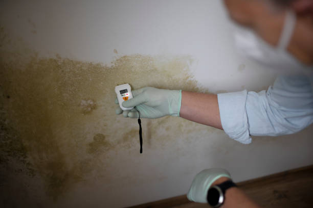 Best Mold Cleaning Services  in Sigourney, IA