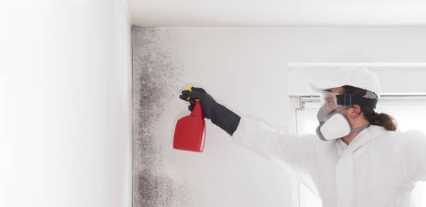 Best Toxic Mold Removal  in Sigourney, IA