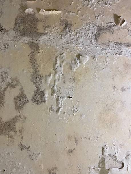 Best Mold Remediation  in Sigourney, IA