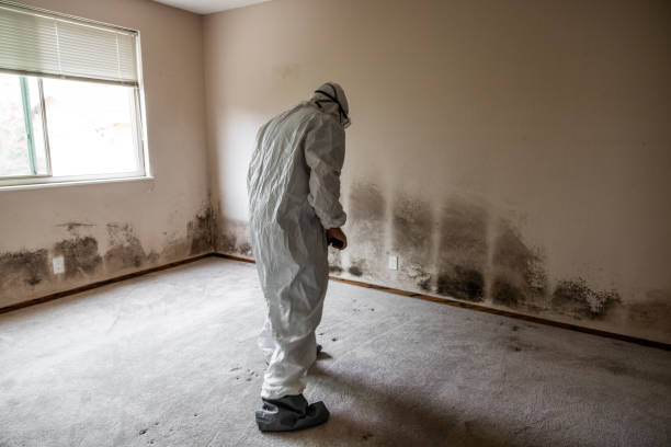 Attic Mold Removal in Sigourney, IA