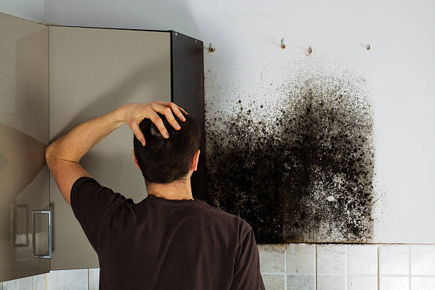 Professional Mold Removal in Sigourney, IA