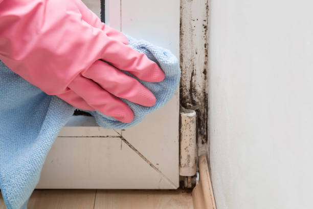 Best Fast Mold Removal  in Sigourney, IA