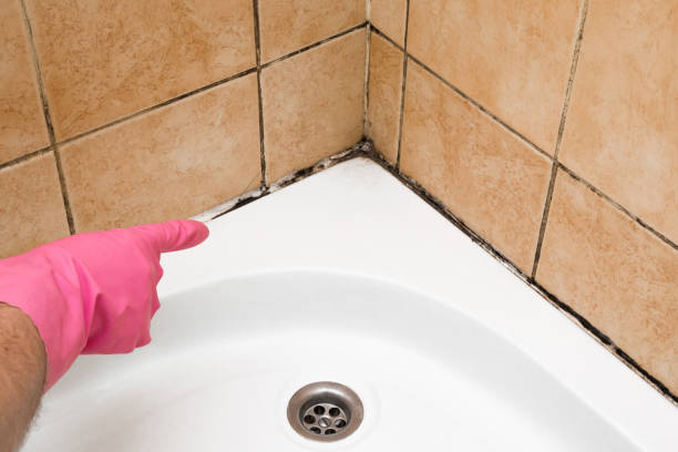 Best Crawl Space Mold Removal  in Sigourney, IA