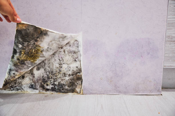 Best Affordable Mold Removal  in Sigourney, IA